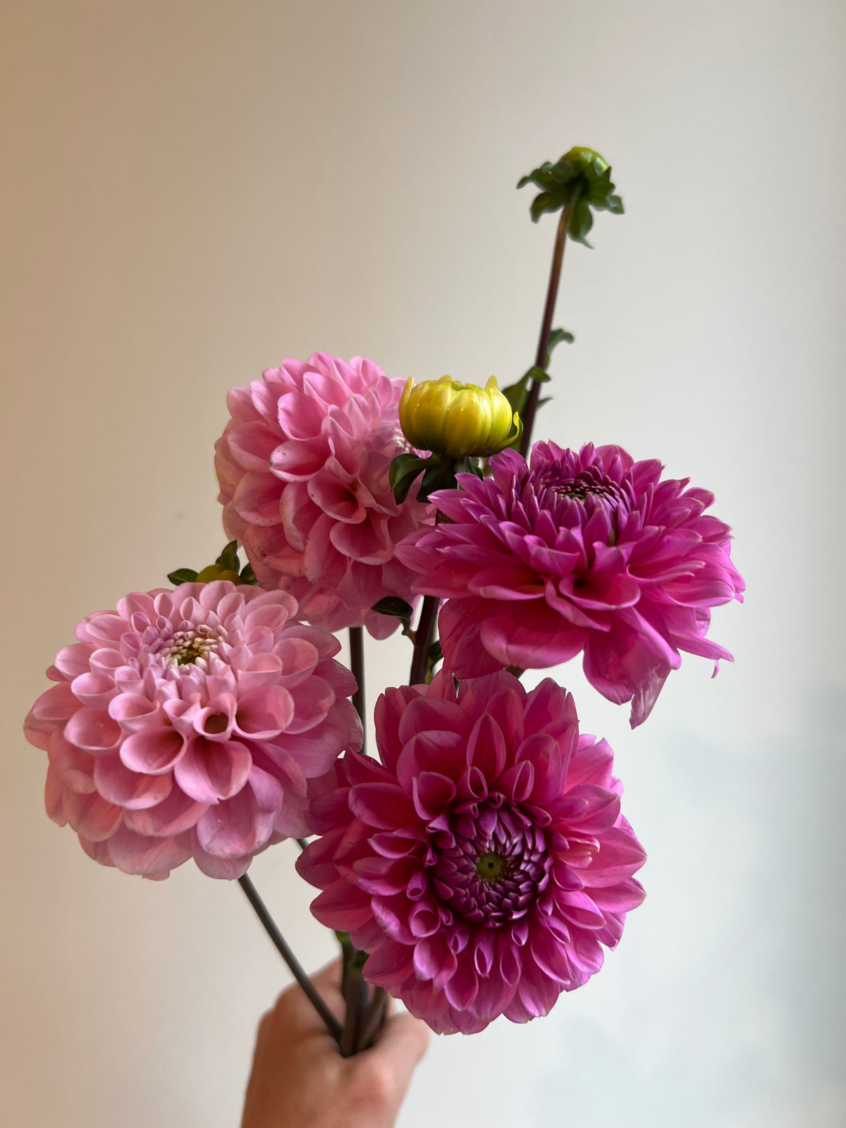 BAR À FLEURS - Idolem